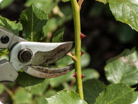 Hausmeisterdienst und Gartenpflege in Aalen mit Rasenmähen und Hecken schneiden sowie Unkraut entfernen